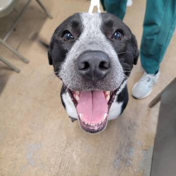Sirius -  Mixed Breed Dog for Adoption in Leander, Texas - Sirius | PetCurious