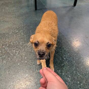 Chaco -  Terrier Dog for Adoption in Chico, California - Chaco | PetCurious