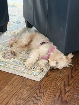 Terrier Dogs Available for Adoption in Burlingame, California - Flora | PetCurious