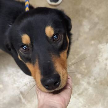 Knox - 042401U -  Rottweiler and Mixed Breed Dog for Adoption in Tupelo, Mississippi - Knox - 042401U | PetCurious