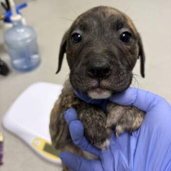 poe -  Mixed Breed Dog for Adoption in Chattanooga, Tennessee - Poe | PetCurious