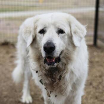 Great Pyrenees Dogs Available for Adoption - TEDDY | PetCurious