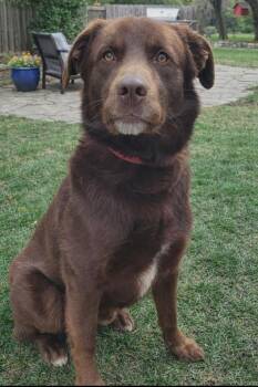 Chocolate Labrador Retriever Dogs Available for Adoption - Ricky | PetCurious