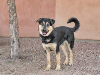 HOTSHOT -  Mixed Breed Dog for Adoption in Santa Fe, New Mexico - HOTSHOT | PetCurious