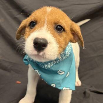 Apple Cider -  Mixed Breed Dog for Adoption - Apple Cider | PetCurious