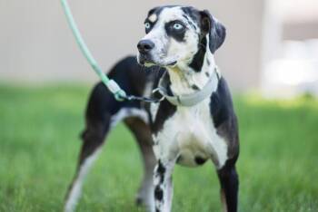 Steph Curry -  Catahoula Leopard Dog Dog for Adoption in Kalamazoo, Michigan - Steph Curry | PetCurious