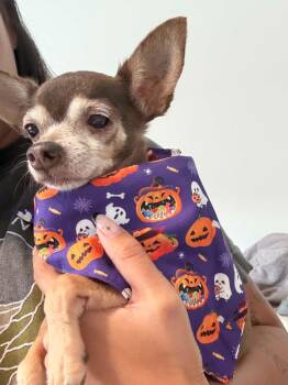Refried -  Chihuahua Dog for Adoption in Phoenix, Arizona - Refried | PetCurious