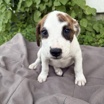 Lacey -  American Foxhound Dog for Adoption in Harlingen, Texas - Lacey | PetCurious