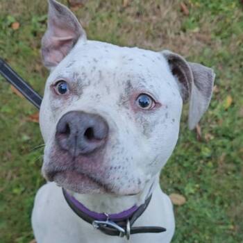 Hector -  Pit Bull Terrier and Mixed Breed Dog for Adoption in Bellingham, Washington - Hector | PetCurious