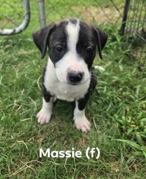Massie (