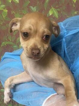 Chihuahua and Mixed Breed Dogs Available for Adoption in San Antonio, Texas - The Drama | PetCurious