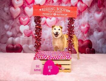 Yellow Labrador Retriever Dogs Available for Adoption - Eve | PetCurious