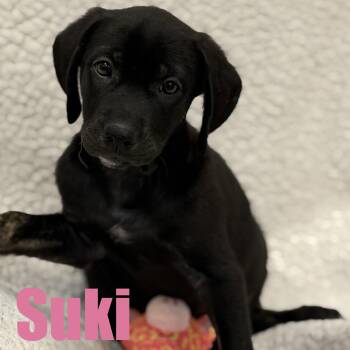 Suki -  Border Collie and Mixed Breed Dog for Adoption in Ellicott City, Maryland - Suki | PetCurious