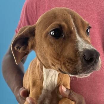 Concho - Local October 9-11 -  Rat Terrier Dog for Adoption in Brookshire, Texas - Concho - Local October 9-11 | PetCurious