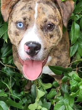 Saint -  Pit Bull Terrier Dog for Adoption in Wichita Falls, Texas - Saint | PetCurious