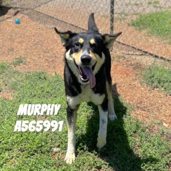 MURPHY -  German Shepherd Dog and Mixed Breed Dog for Adoption - MURPHY | PetCurious