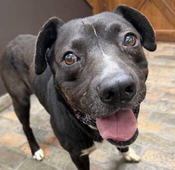 Akita and Pit Bull Terrier Dogs Available for Adoption in Frazier Park, California - Blackie | PetCurious