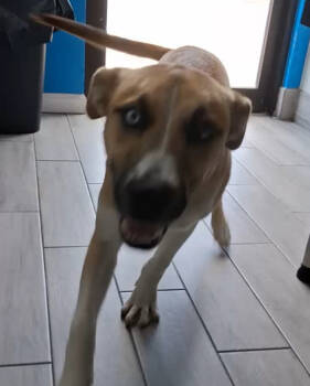 Rescue Terrier and Mixed Breed Dogs for Adoption in Fort Worth, Texas - Bonnett | PetCurious