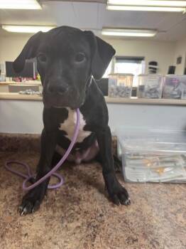 Boots -  Mixed Breed Dog for Adoption in Cincinnati, Ohio - Boots | PetCurious