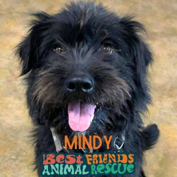 Mindy -  Standard Poodle Dog for Adoption in Wasilla, Alaska - Mindy | PetCurious