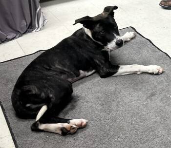 Rescue American Staffordshire Terrier and Mixed Breed Dogs for Adoption in Chester, South Carolina - RUMI | PetCurious