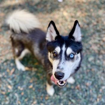 Siberian Husky Dogs Available for Adoption in Decatur, Georgia - Siku | PetCurious