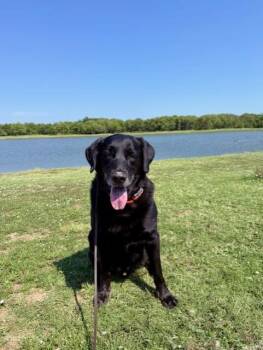 ROMEO -  Labrador Retriever Dog for Adoption in Broken Arrow, Oklahoma - ROMEO | PetCurious
