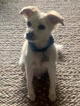 Rescue Pomeranian and Beagle Dogs for Adoption in Marina Del Rey, California - Princeton | PetCurious