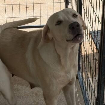 Willow -  Mixed Breed Dog for Adoption in Lake Jackson, Texas - Willow | PetCurious