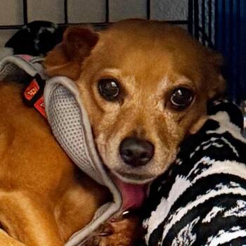 Ellie Mae -- Bonded Buddy With Missy -  Chihuahua Dog for Adoption in Des Moines, Iowa - Ellie Mae -- Bonded Buddy With Missy | PetCurious