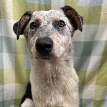 Gunther -  Australian Cattle Dog Blue Heeler and Mixed Breed Dog Available for Adoption in West Point, Mississippi - Gunther | PetCurious