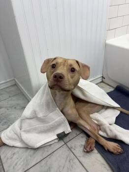 Owen -  Mixed Breed Dog for Adoption in New York, New York - Owen | PetCurious