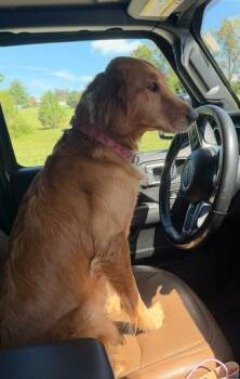 Gracie -  Golden Retriever Dog for Adoption in Louisville, Kentucky - Gracie | PetCurious