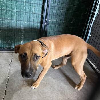 Pit Bull Terrier Dogs Available for Adoption in Birmingham, Alabama - Cruz | PetCurious