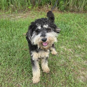 Skye -  Miniature Poodle Dog for Adoption in Foley, Alabama - Skye | PetCurious