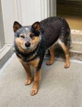 Rescue Australian Cattle Dog Blue Heeler Dogs for Adoption in Belvidere, Illinois - Annabelle | PetCurious