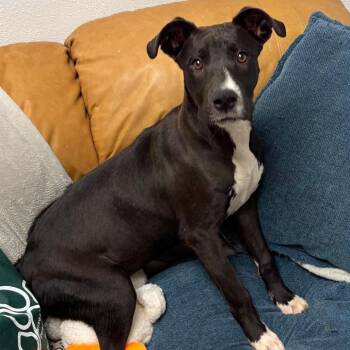 Lorellei -  Great Dane and Mixed Breed Dog for Adoption in Hackett, Arkansas - Lorellei | PetCurious