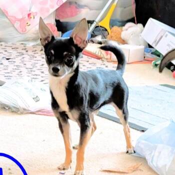 Rika D12419 -  Chihuahua Dog for Adoption - Rika D12419 | PetCurious