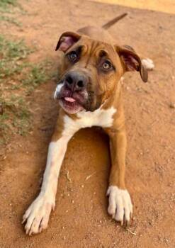 Star -  Boxer Dog for Adoption in Brewster, New York - Star | PetCurious