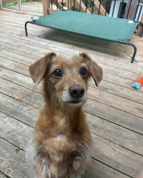 Toby -  Dachshund Dog for Adoption in Hillsborough, North Carolina - Toby | PetCurious