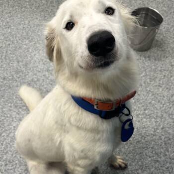 Ellie (ID 52704) -  Border Collie and Shepherd Dog for Adoption in Manassas, Virginia - Ellie (ID 52704) | PetCurious