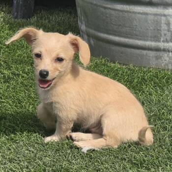 Jaci -  Poodle and Chihuahua Dog for Adoption in Snyder, Texas - Jaci | PetCurious