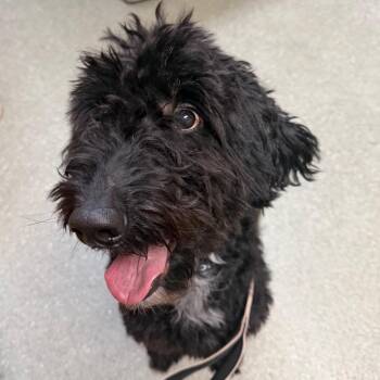 Diamond -  Australian Cattle Dog Blue Heeler and Poodle Dog for Adoption in Wilmington, Delaware - Diamond | PetCurious