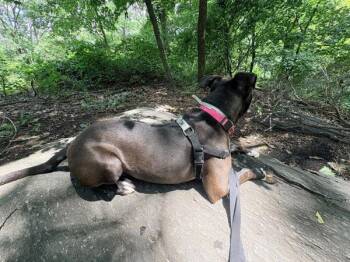 Jack -  Mixed Breed Dog for Adoption in New York, New York - Jack | PetCurious