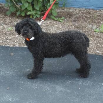 Pepper -  Poodle and Mixed Breed Dog for Adoption in Elk Grove Village, Illinois - Pepper | PetCurious