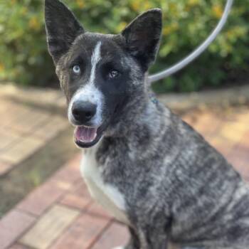 Laika -  Husky and Mixed Breed Dog for Adoption in Riverside, California - Laika | PetCurious