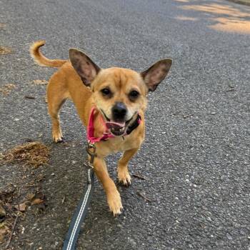 Chihuahua and Dachshund Dogs Available for Adoption in Waterford, New Jersey - HUGO | PetCurious
