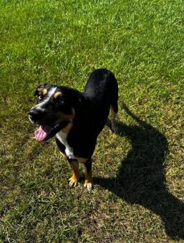 QUINN -  Entlebucher and Mixed Breed Dog for Adoption in Grovetown, Georgia - QUINN | PetCurious