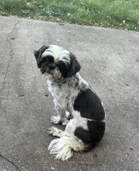Rescue Shih Tzu Dogs for Adoption in Union Grove, Wisconsin - Mia | PetCurious