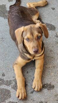 Granola Crunch -  Australian Cattle Dog Blue Heeler and Labrador Retriever Dog for Adoption in Fort Lupton, Colorado - Granola Crunch | PetCurious